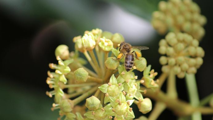 Récolte de pollen sur lierre. ©Y. Darricau
